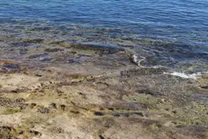 2025-06-22 La Perouse - IMG_2786_compressed_q50.webp